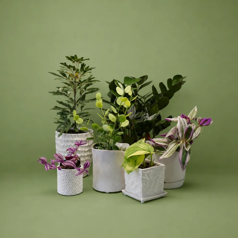 Plants on display