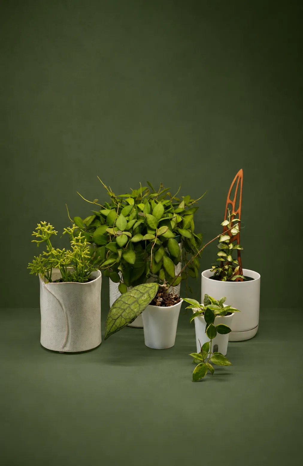 Tropical plants arranged in ceramic pots