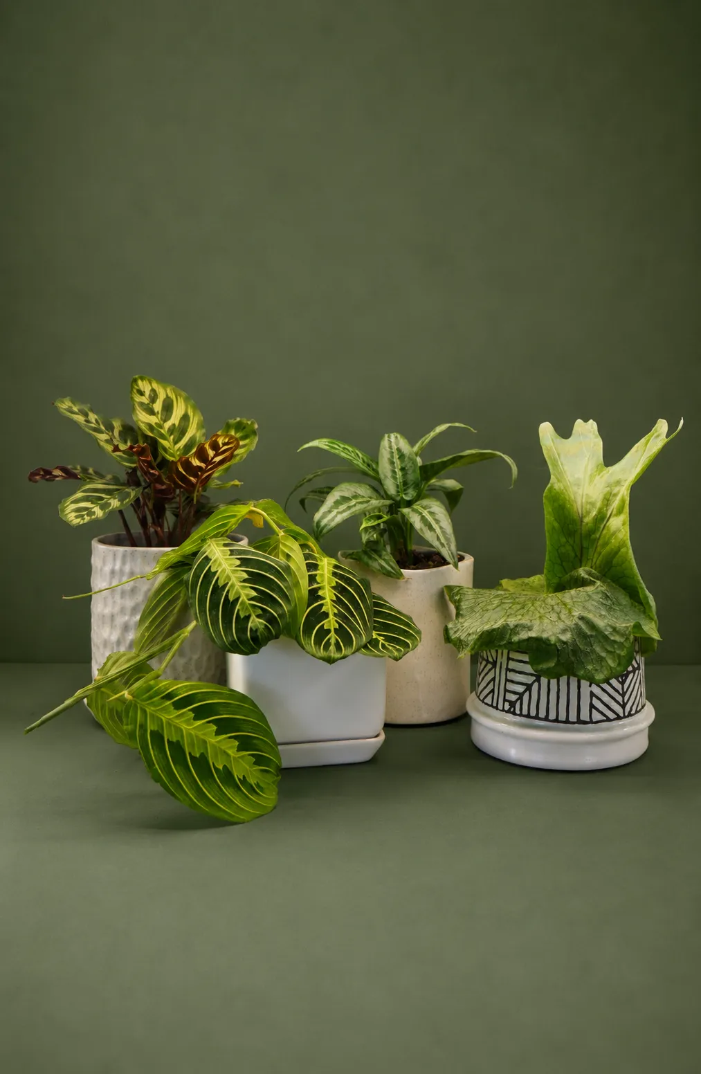 Assorted healthy indoor plants