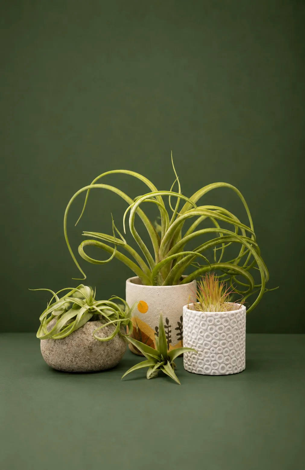 Plants displayed in decorative planters