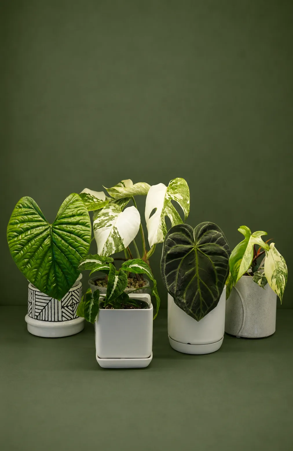Small houseplants for shelves and tables