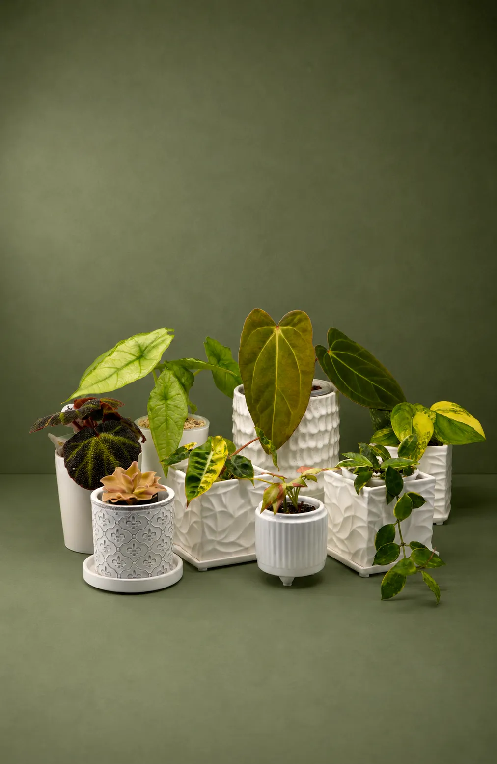 Assorted healthy indoor plants