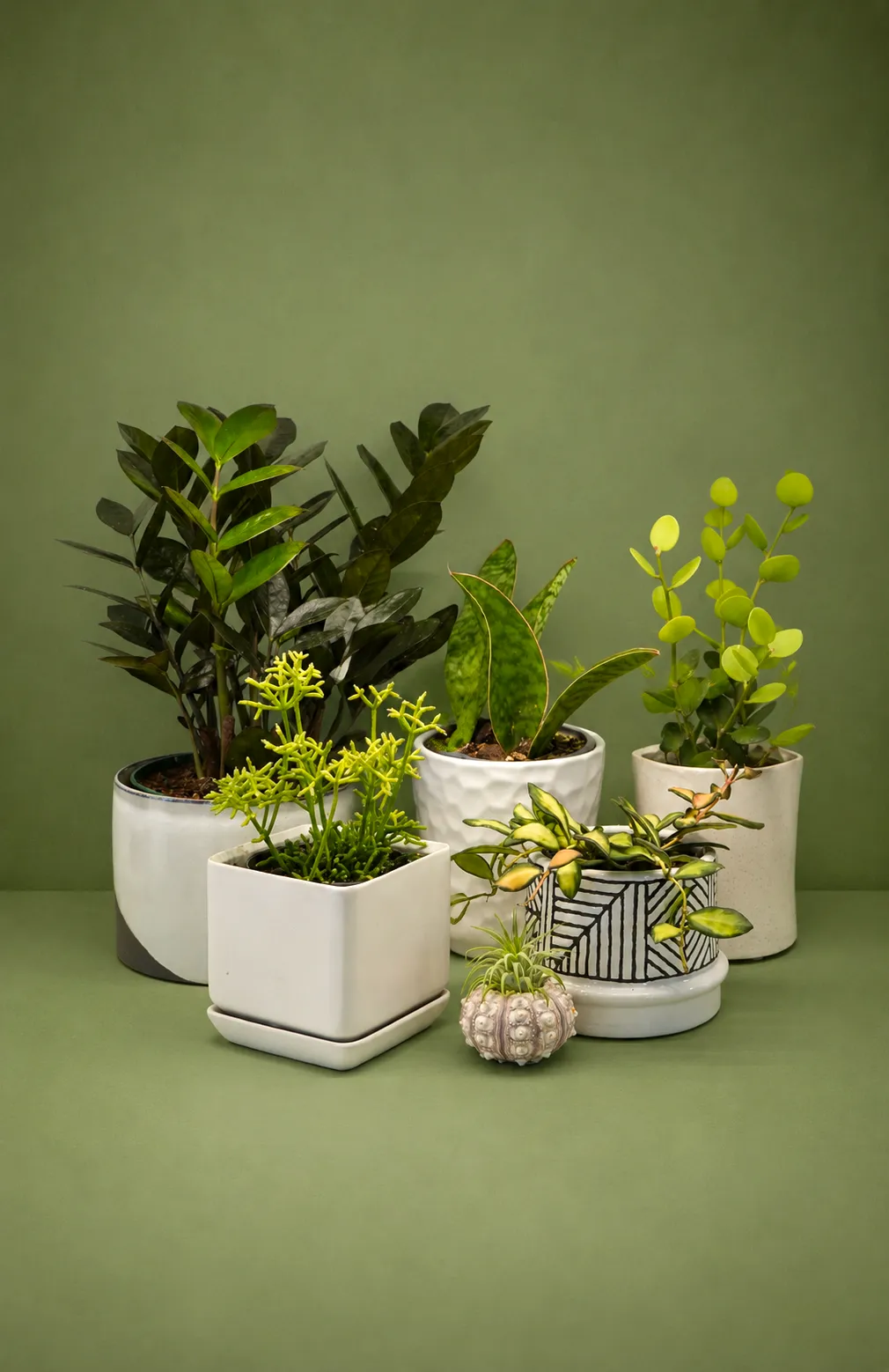 Small houseplants for shelves and tables